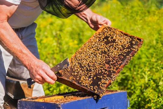 Beekeeper in protective suit with beeswax honeycomb frame