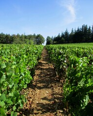 Fototapeta na wymiar Perspective entre deux rangs de vigne en Bourgogne 