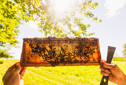Beekeeper holding honeycomb