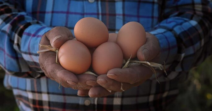 Farmer hands holding organic eggs on a farm