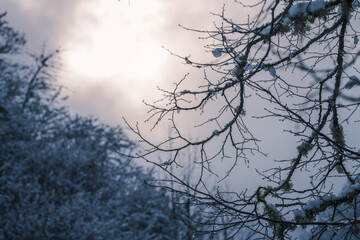  snow covered branches of tree