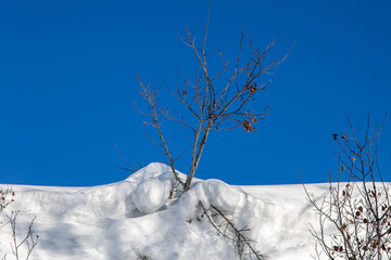 Tree in Snow