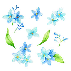 Fototapeta na wymiar Set of watercolor Forget-me-not flowers. Element for design of invitations, movie posters, logo,