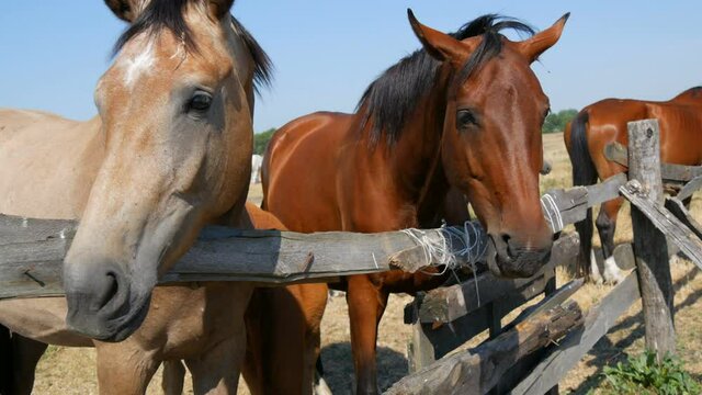 People are hand-fed horses that in a foal stand over a fence at a stud farm.