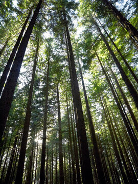 Hemlock grove