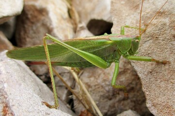 Grasshopper (Tettigonia viridissima) 