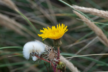 Acker Gänsedistel mit Blüte und Pusteblume