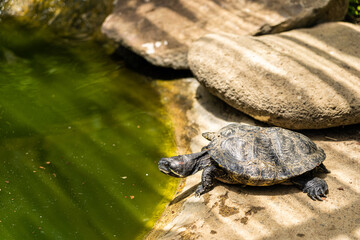 Fototapeta premium turtle on the rock