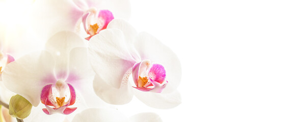 white orchid flower isolated on white background