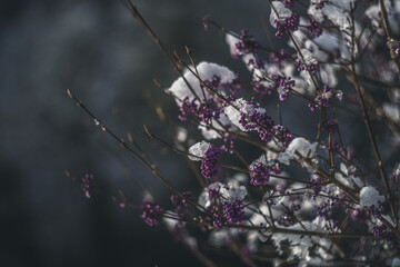 snow covered branches of tree vintage lens rendering