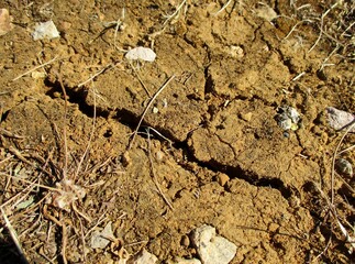 Terre desséchée
