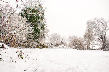 tree in the snow