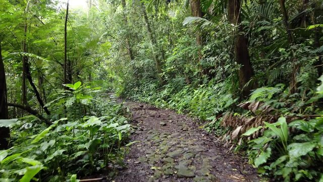 Hiking on Rocky Trail in Rainforest
