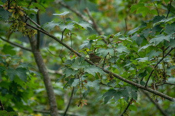 Bird on a branch hidden among nature.