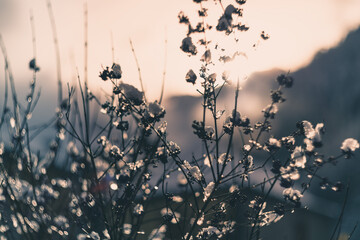 snow covered branches of tree vintage lens rendering