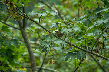 Bird on a branch hidden among nature.