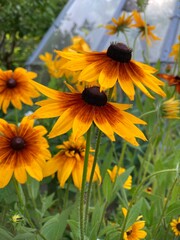sunflowers in the garden