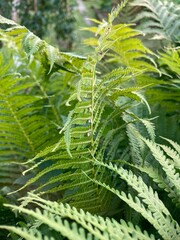 fern leaf in the garden
