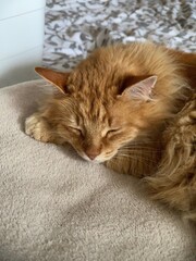 cat sleeping on the bed