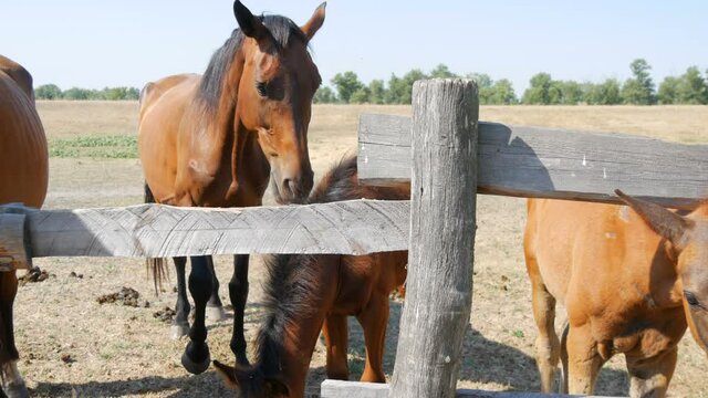 A large horses and a foals stand over a fence at a stud farm.