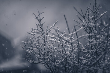 snow covered branches of tree vintage lens rendering