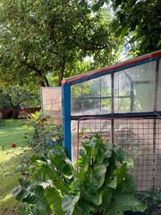 greenhouse in the garden