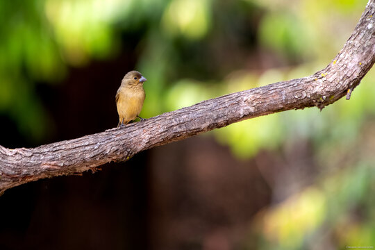 A Dubois's Seedeater also know as Papa-capim perched on the branch. Species  Sporophila ardesiaca. Birdwatcher. Bird lover. Birding. Stock Photo