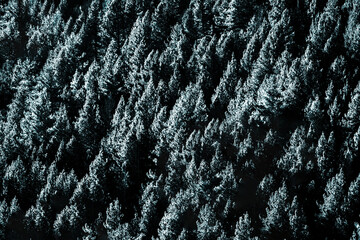 Top view of winter landscape with white trees covered with snow. Abstract landscape. Christmas concept, background, wallpaper, pattern.