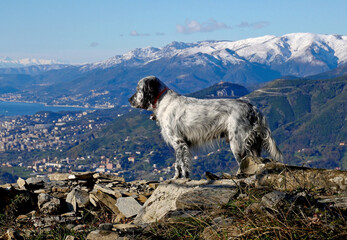 Un cane di razza, un setter inglese, osserva la vallata dallo sperone di una roccia. Montagne innevate sullo sfondo. 