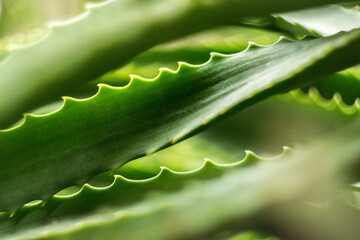 Natural Aloe Vera