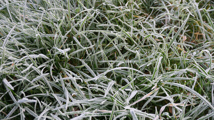 frosted grass on an icy winter morning