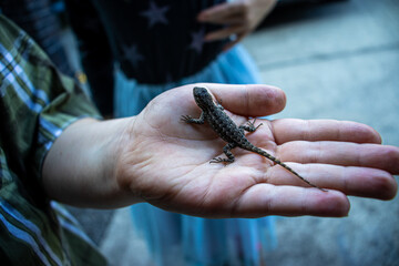 Obraz premium lizard on hand