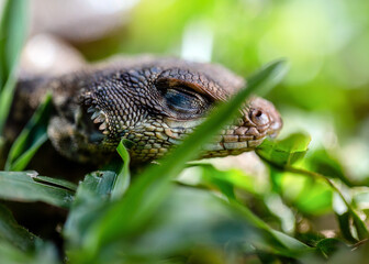 Obraz premium A Lizard typical of the Brazilian savannah also know Calango or Largatixa inside the forest. Species Tropiduros oreadicus. Cerrado. World animal. Nature.