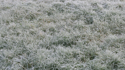 frosted meadow on an icy winter morning