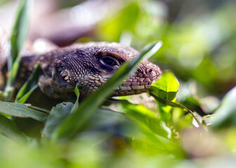 Obraz premium A Lizard typical of the Brazilian savannah also know Calango or Largatixa inside the forest. Species Tropiduros oreadicus. Cerrado. World animal. Nature.
