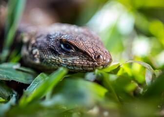 A Lizard typical of the Brazilian savannah also know Calango or Largatixa inside the forest. Species Tropiduros oreadicus. Cerrado. World animal. Nature.
