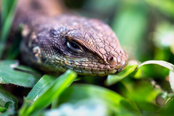 A Lizard typical of the Brazilian savannah also know Calango or Largatixa inside the forest. Species Tropiduros oreadicus. Cerrado. World animal. Nature.