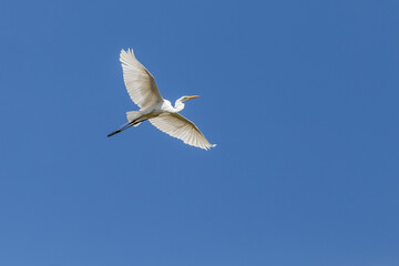 Fototapeta na wymiar A Great Egret flying in the blue sky. Species Ardea alba. Animal life. Birdwatcher. Cerrado