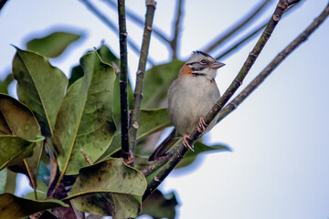 A sparrow perched on a guava tree in a midwest forest of Brazil. Bird lover. Species Passer domesticus. Animal world. Birdwatching.
