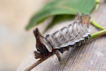 An exotic Stinging caterpillars found in the midwest region of Brazil eating the stem of a plant. Species Podalia sp. from Family Megalopygidae. Animal world. Stunning nature. Dangerous insect.