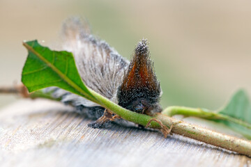 An exotic Stinging caterpillars found in the midwest region of Brazil eating the stem of a plant. Species Podalia sp. from Family Megalopygidae. Animal world. Stunning nature. Dangerous insect.