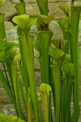 Fototapeta na wymiar The yellow pitcherplant (Sarracenia flava).