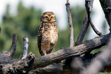The big yellow eyes of the american owl. Species Athene Cunicularia. A burrowing owl resting on the fence of the garden. Bird lover. Birdwatching