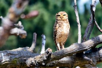 The big yellow eyes of the american owl. Species Athene Cunicularia. A burrowing owl resting on the fence of the garden. Bird lover. Birdwatching
