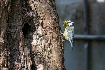 Blaumeise vor dem Nest