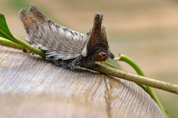 An exotic Stinging caterpillars found in the midwest region of Brazil eating the stem of a plant. Species Podalia sp. from Family Megalopygidae. Animal world. Stunning nature. Dangerous insect.