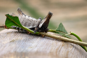An exotic Stinging caterpillars found in the midwest region of Brazil eating the stem of a plant. Species Podalia sp. from Family Megalopygidae. Animal world. Stunning nature. Dangerous insect.