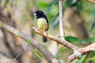 Male of Yellow-bellied Seedeaterr also know as "Baiano"perched on a tree branch in a forest. Species Sporophila nigricollis. Bird lover. Birdwatching. Nature. Bird from Brazil