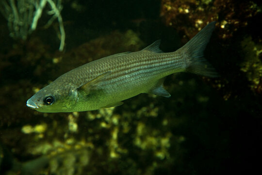 The thicklip grey mullet ( Chelon labrosus).