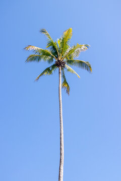 very tall palm tree with blue sky in the background and long trunk, no people